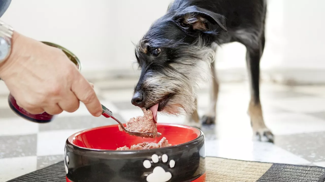 Rückruf: Fressnapf warnt wegen Salmonellen in Tierfutter