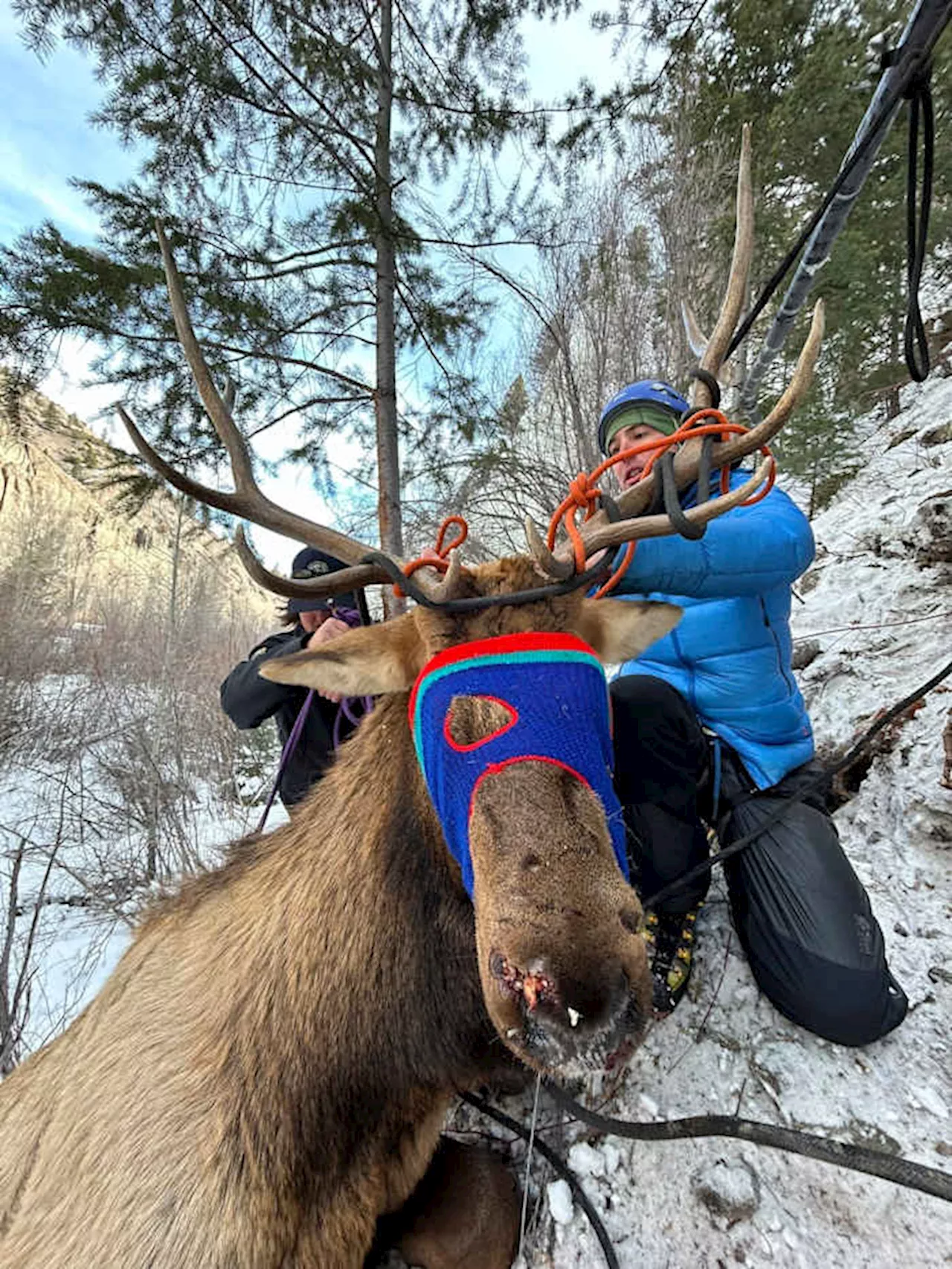 Elk on a shelf: Colorado wildlife officials rescue elk tangled in rope on ice climbing route