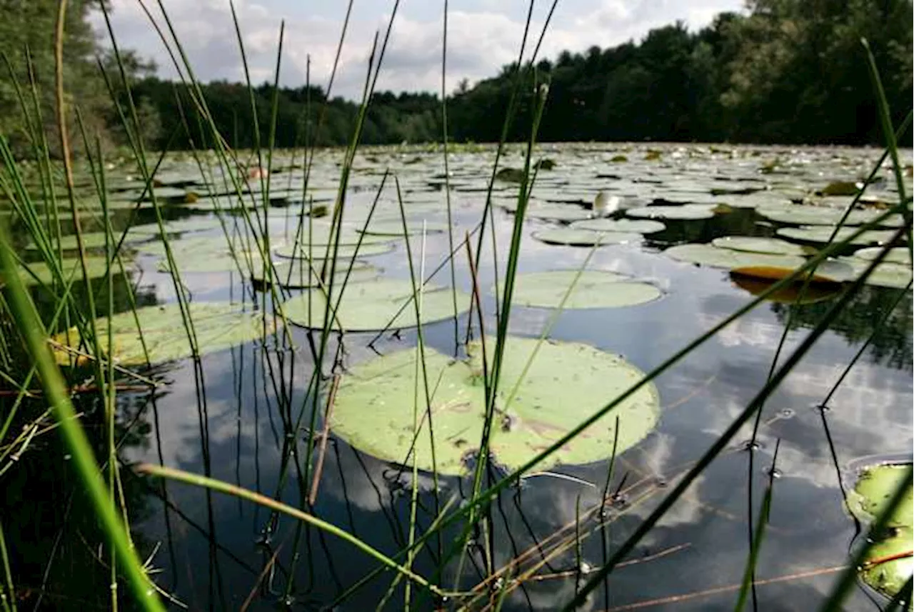 New research shows a quarter of freshwater animals are threatened with extinction