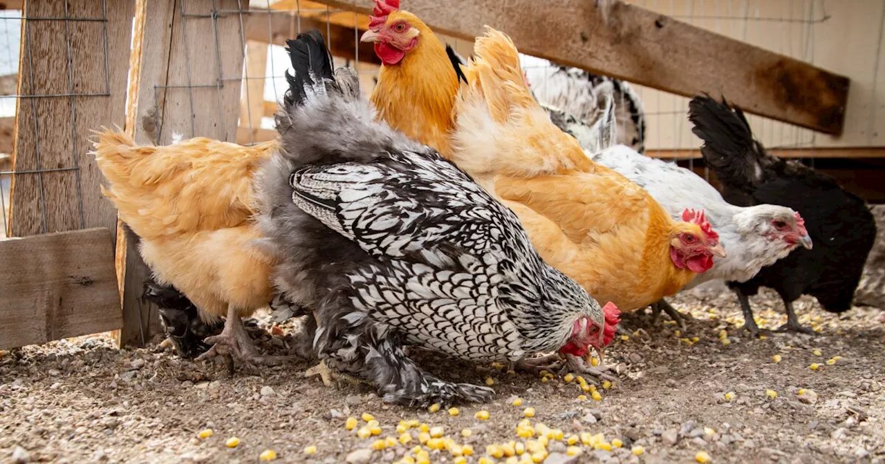 Bird Flu Confirmed in Indiana Farm, Marking State's First Case Since 2024