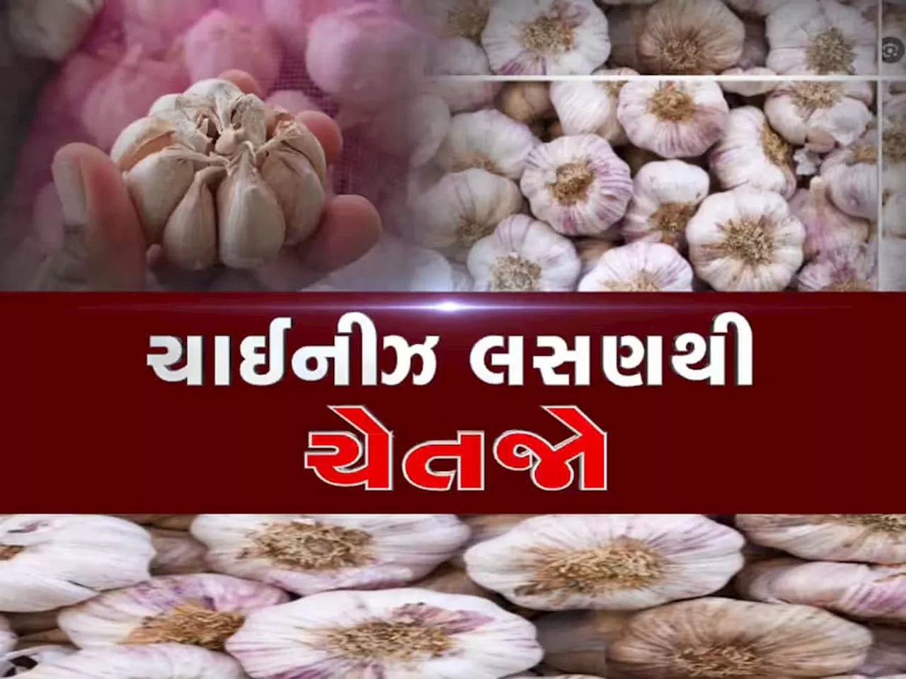 સુરતમાંથી પ્રતિબંધિત ચાઈનીઝ લસણનો જથ્થો જપ્ત કરાયો