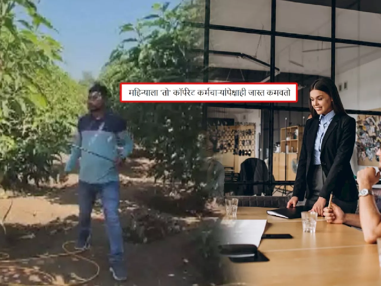 Youtube वर Video पाहून त्याने फुलवली चाफ्याची बाग!