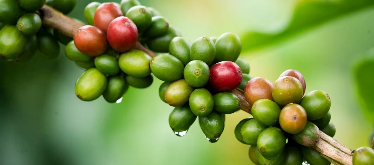 La Producción de Café de Colombia Repunta en 2024