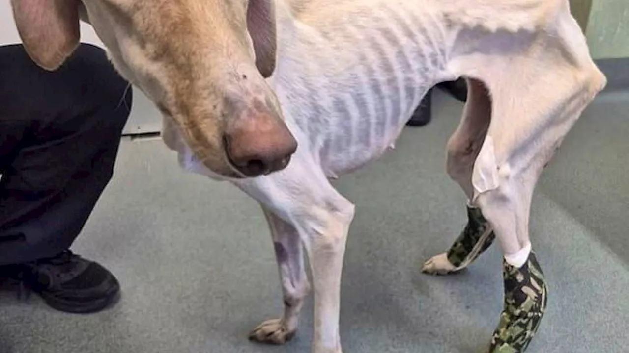 Abgemagerte Windhund-Dame Peanut gerettet