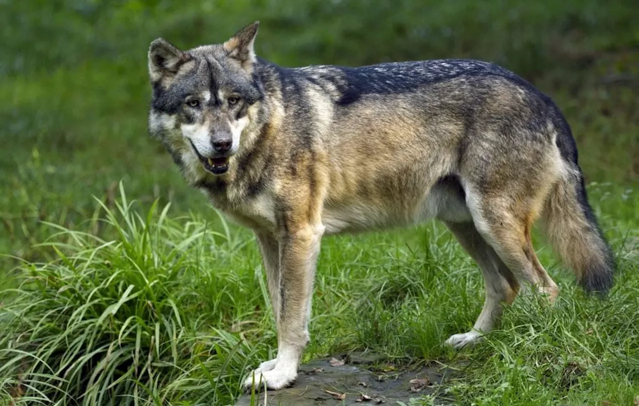 Haute-Vienne : La coordination rurale condamnée après avoir promis « 1.000 euros pour tout loup mort »