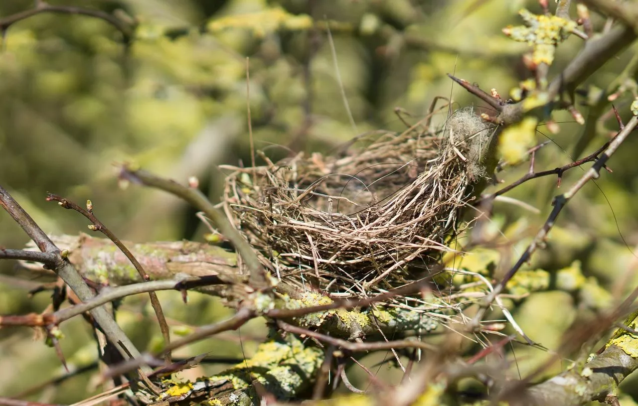 Rougequeue de Moussier, un oiseau rare aperçu en France