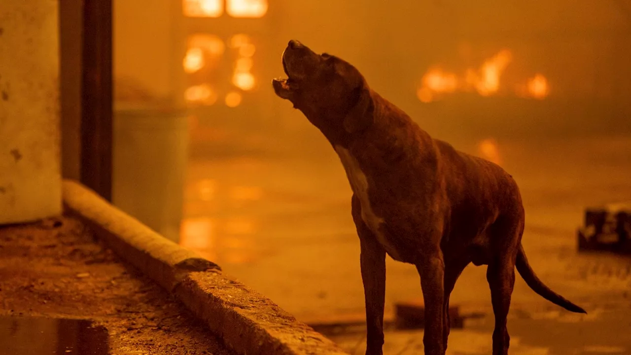 California Wildfires: Veterinarian Opens Hospital to House Evacuated Animals