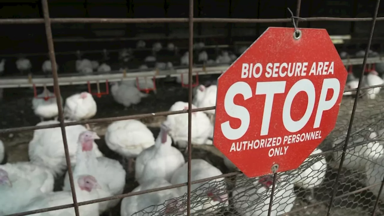 Bird Flu Outbreak: A Return to Pandemic Fears?