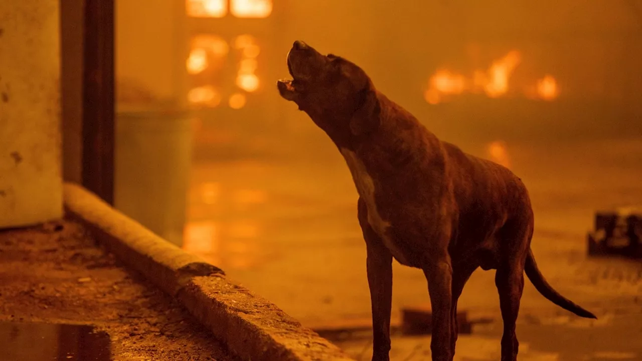 California Wildfires Spark Animal Evacuation Crisis