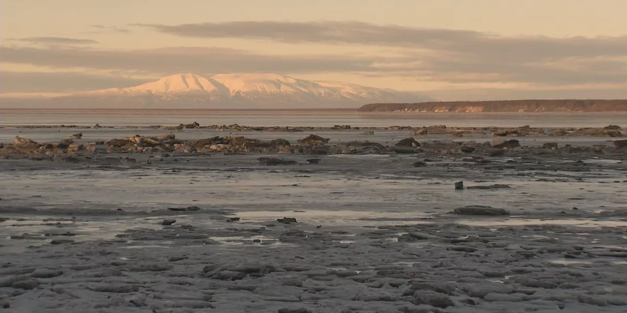 Dead Whale Remains on Anchorage Mudflats, Biologists Seek Clues