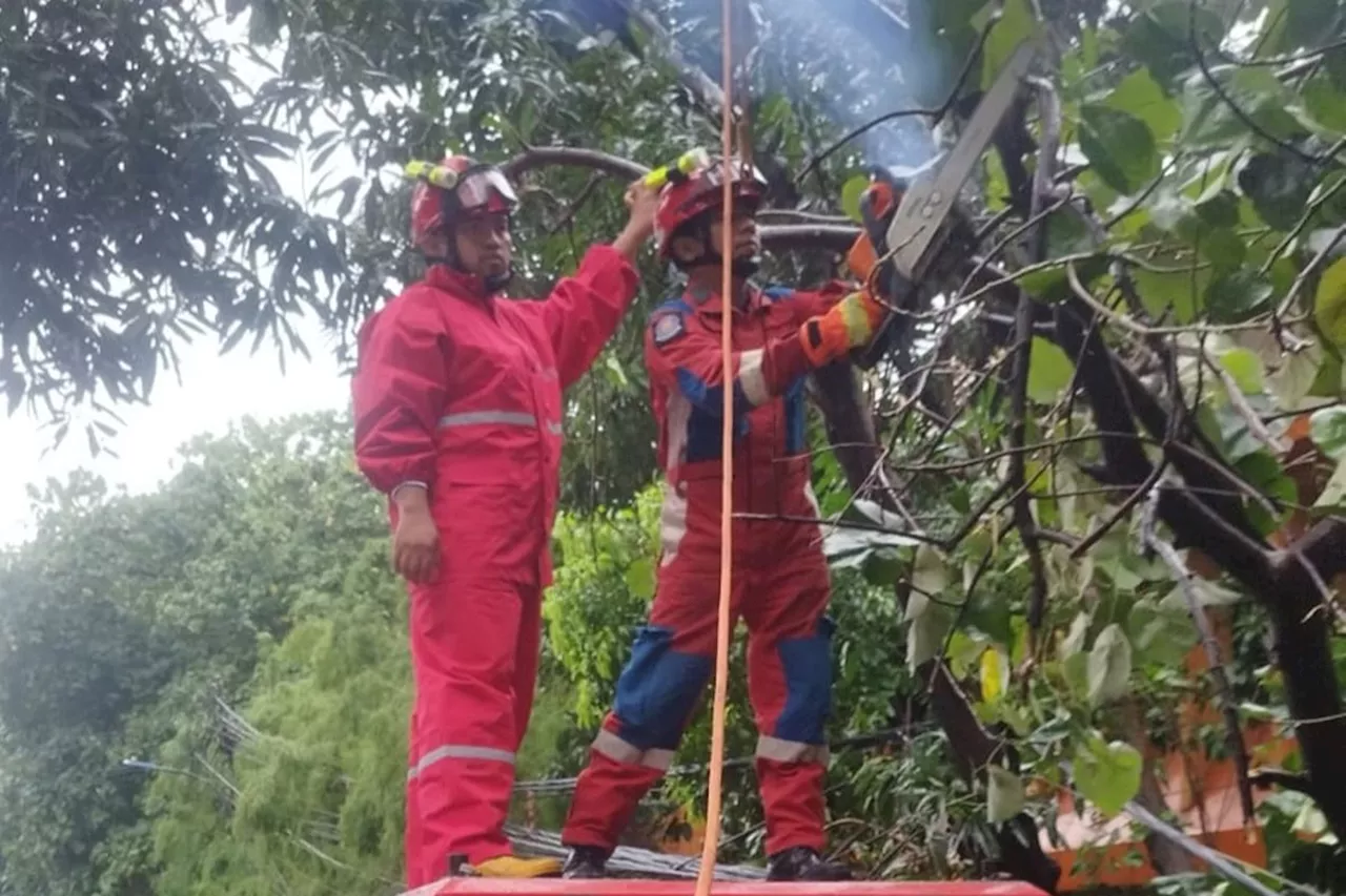 Damkar Evakuasi Pohon Tumbang yang Timpa Kabel Utilitas di Jakarta Barat