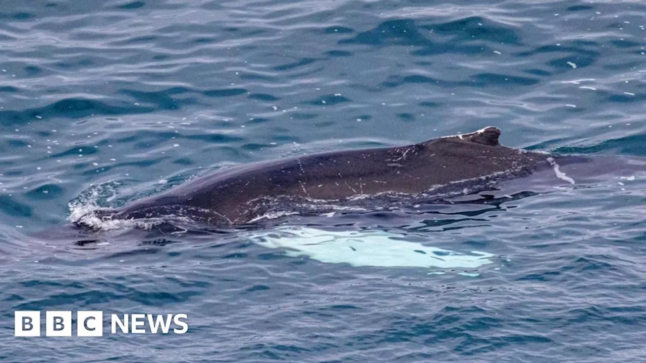 Rare Whale Species Potentially Spotted Near Cornwall