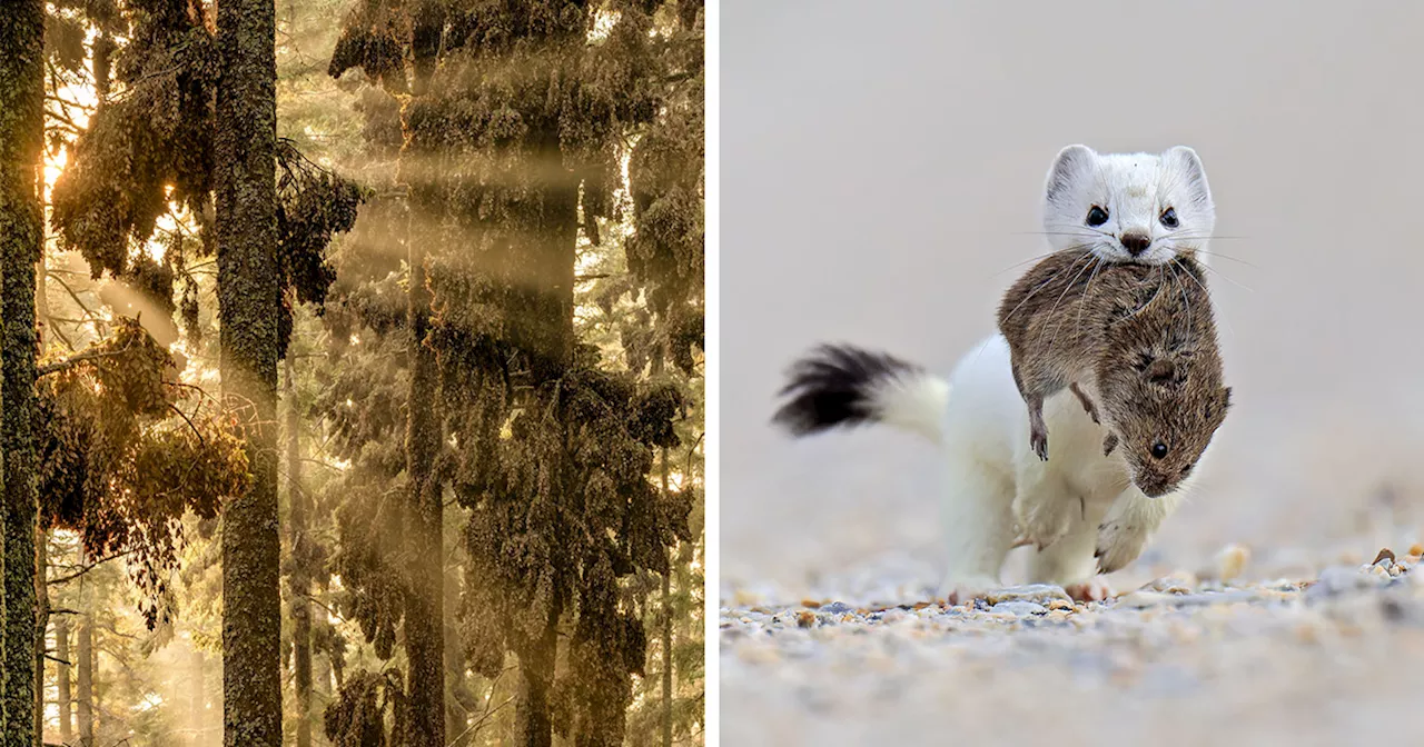 78 Award-Winning Wildlife Photos From The 2024 European Photographer Of The Year Contest