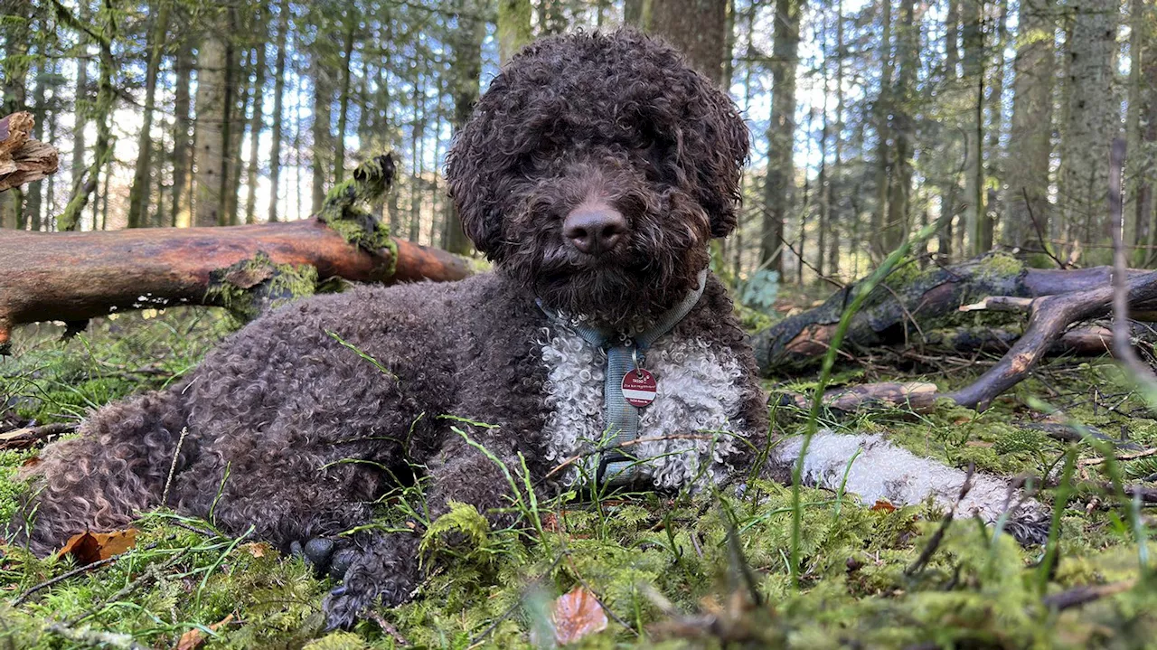 Neuer Trüffel im Nationalpark Bayerischer Wald entdeckt