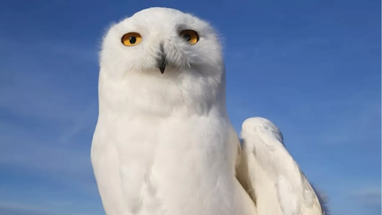 Snowy Owls Flock to Calgary Region During Winter