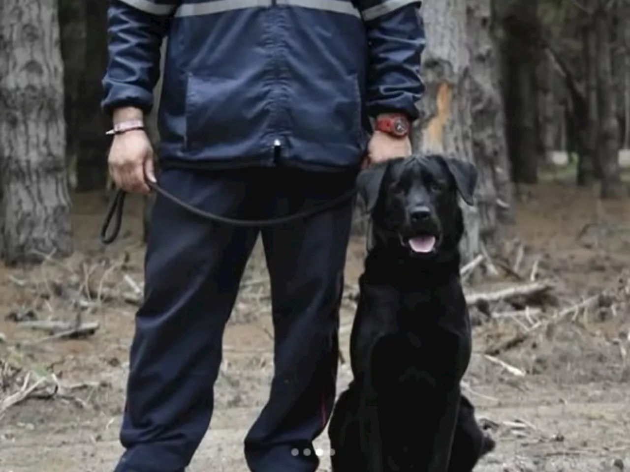 El labrador Morgan, héroe de los Bomberos Voluntarios, enfrenta cáncer