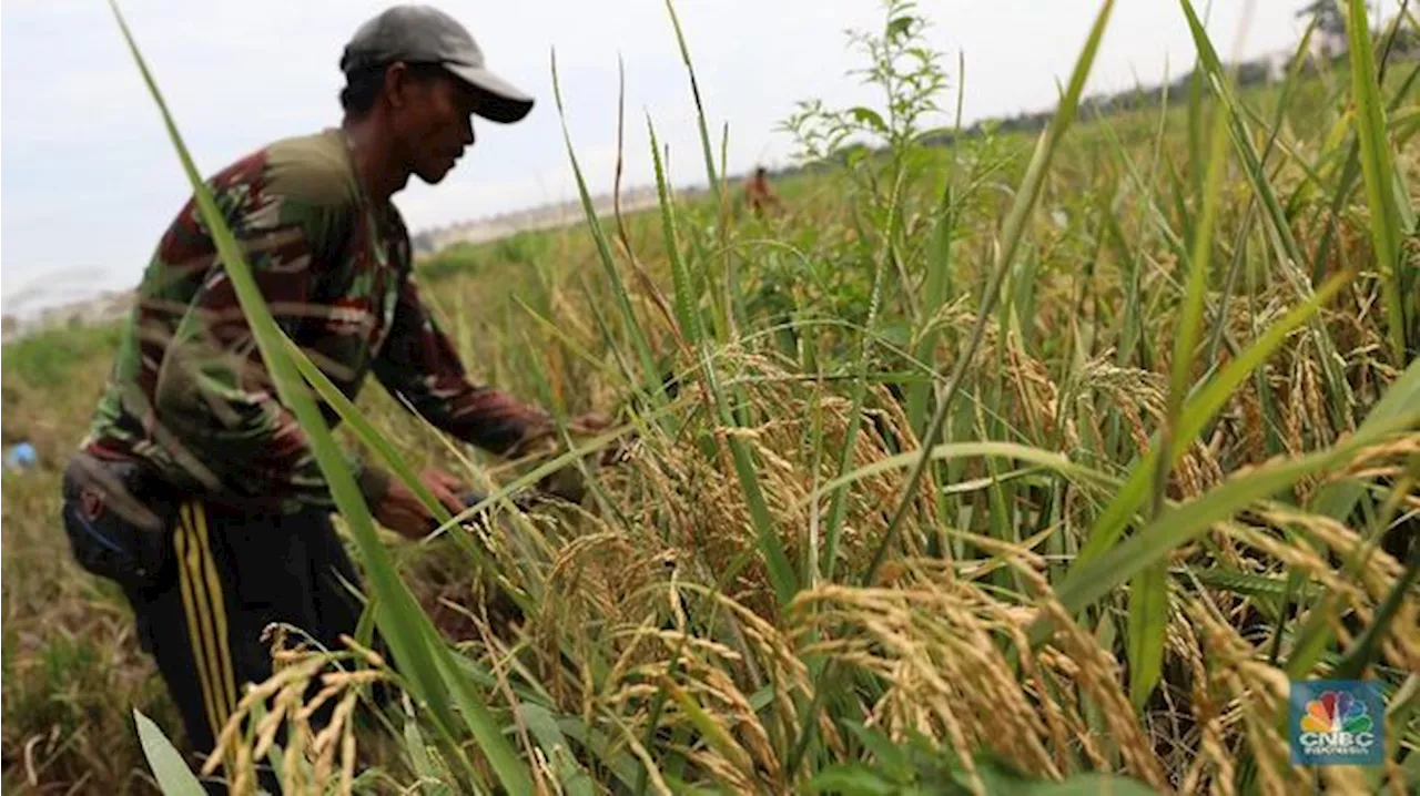 Bulog Sasar Penyerapan 3 Juta Ton Beras dalam Negeri di Tahun 2025