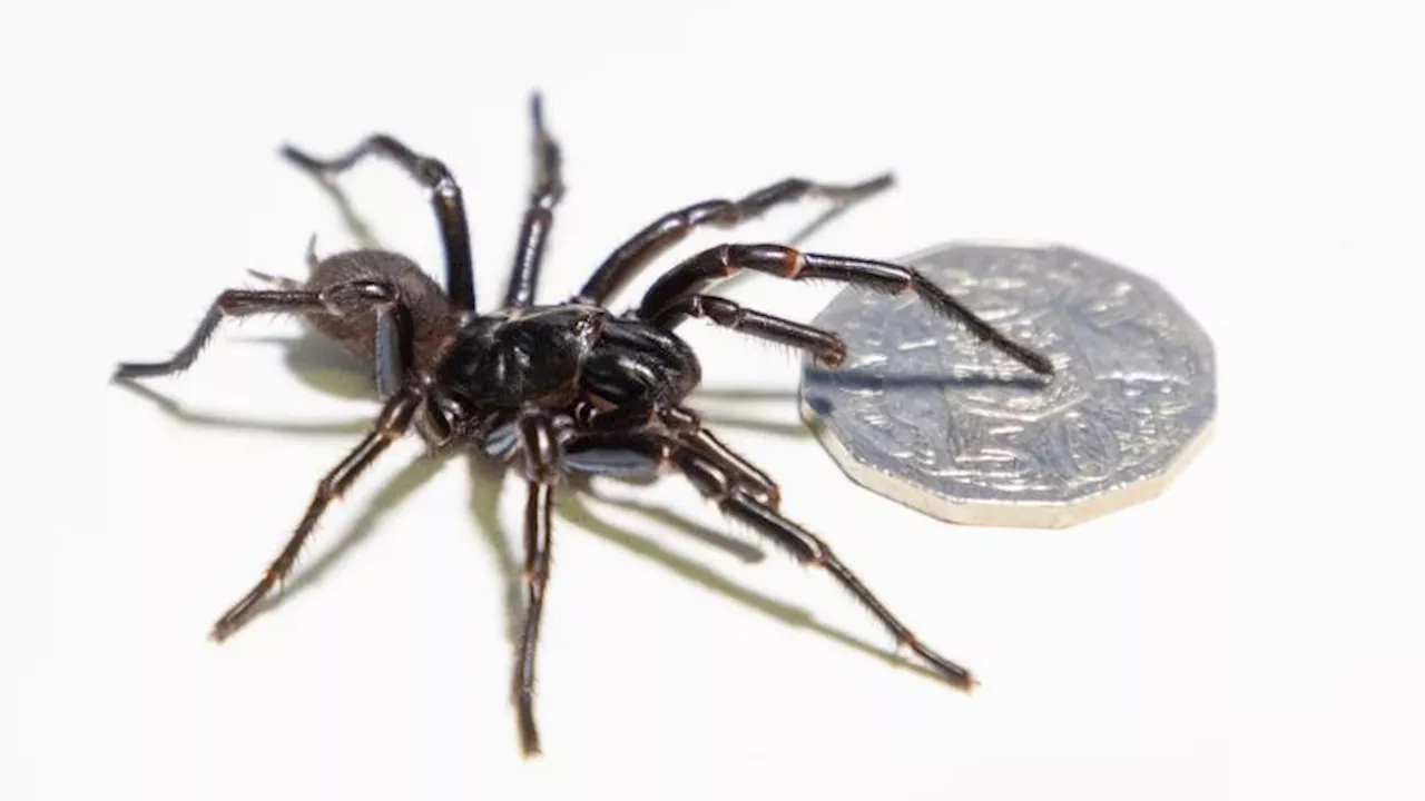 Record-Breaking Funnel-Web Spider Donated to Australian Reptile Park