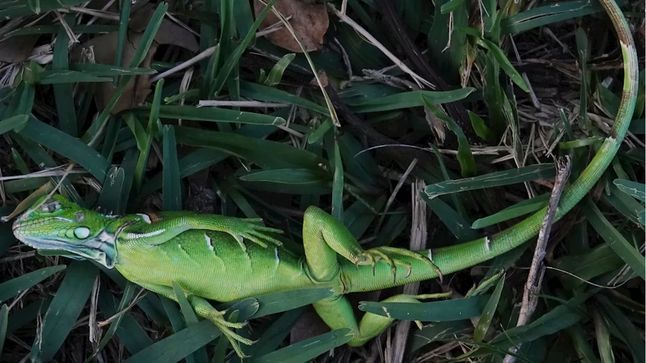 Cold-Stunned Iguanas Fall From Trees in South Florida