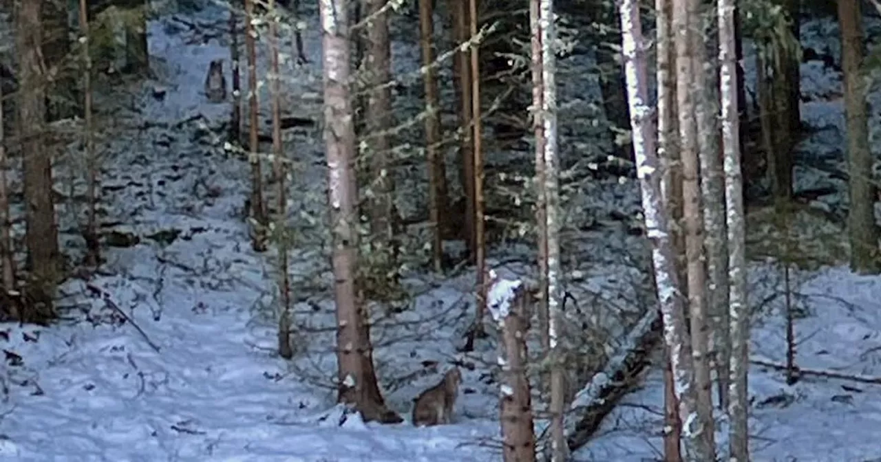 Two lynx illegally released in Highlands captured after huge search