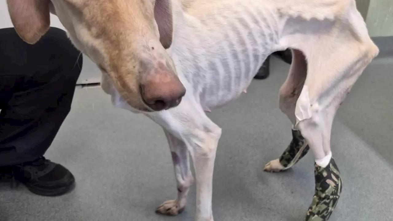 Emaciated Lurcher Found Wandering Alone - RSPCA Issues Warning Over Abandonment Rise