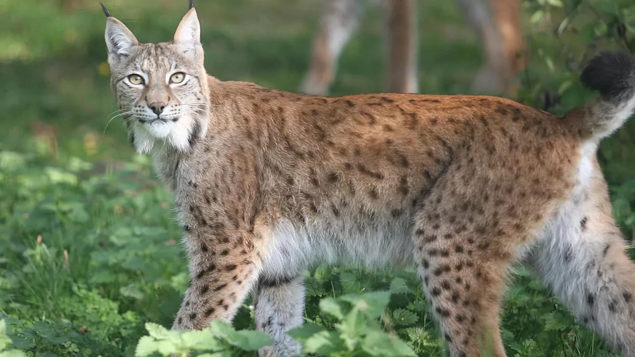 Lynx Released in Scottish Highlands Spark Police Search