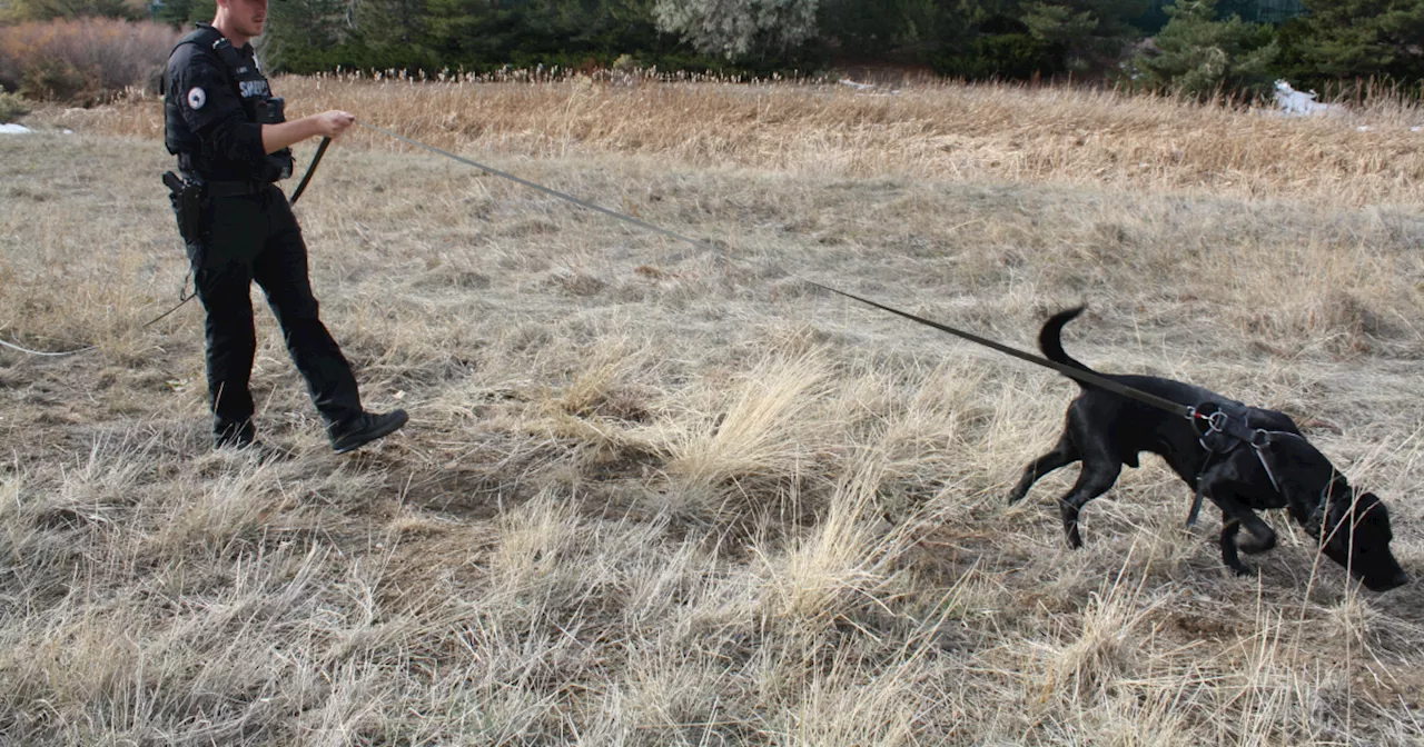 Arapahoe County School Therapy Dogs Trained to Find Missing Kids and Explosives