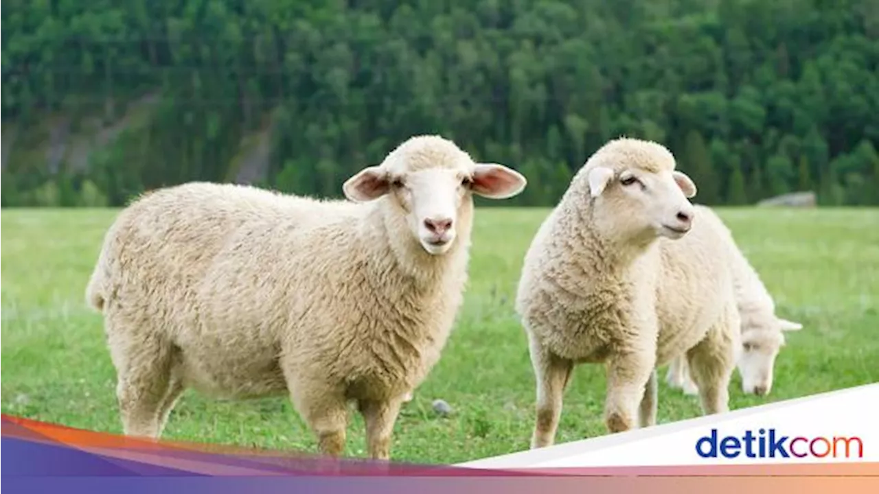 Bedanya Domba dan Kambing