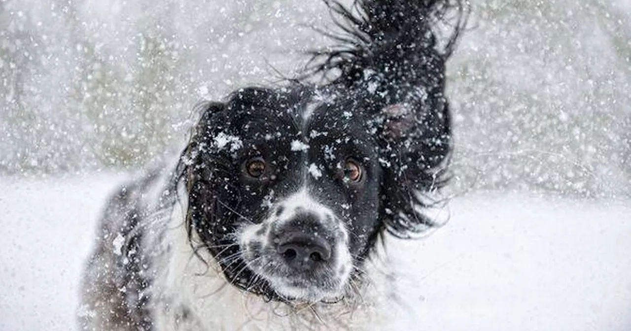 Dog Trainer Advises Against Certain Breeds as Pets