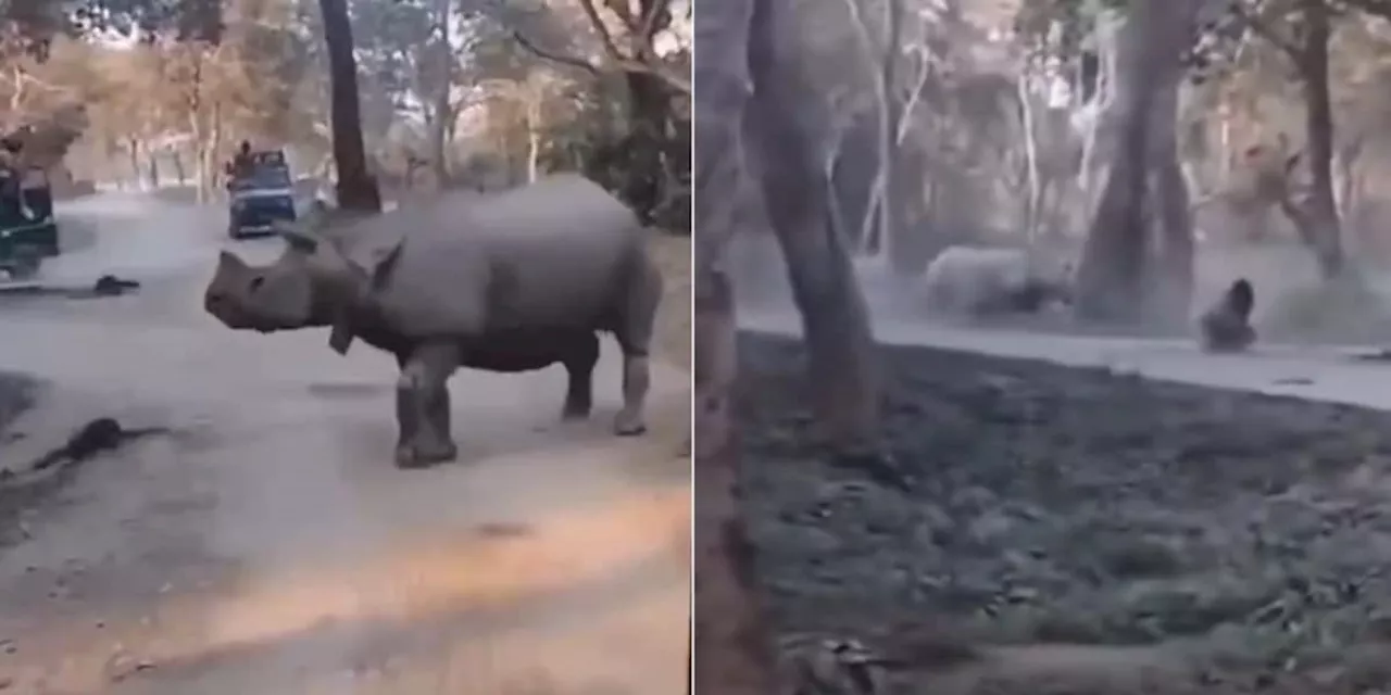 Safari-Fahrzeug stürzt - Mutter und Tochter vor Nashorn