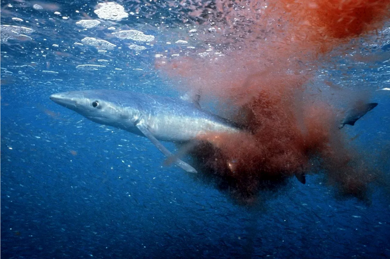 Blue Shark Survives Miraculous Swordfish Bill Impalement