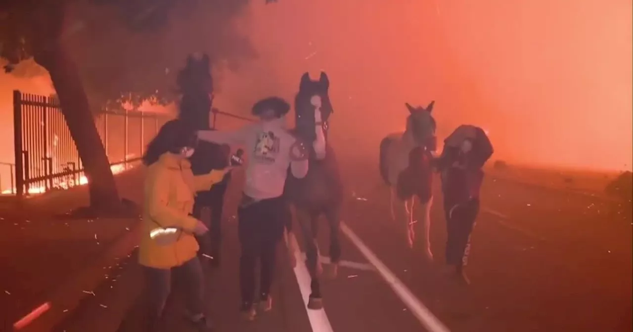 Horse Trainer Escapes Pacific Palisades Fire