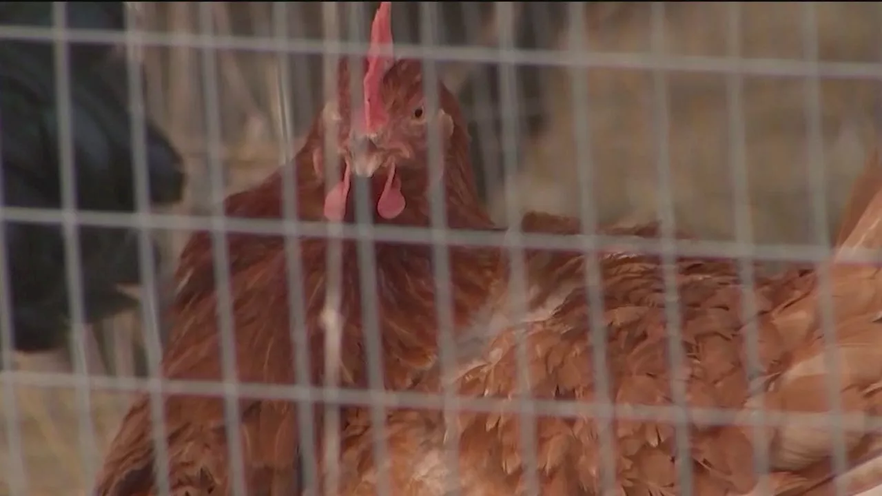 Bird Flu Concerns Rise in Illinois, Experts Urge Pet Owners to Take Precautions