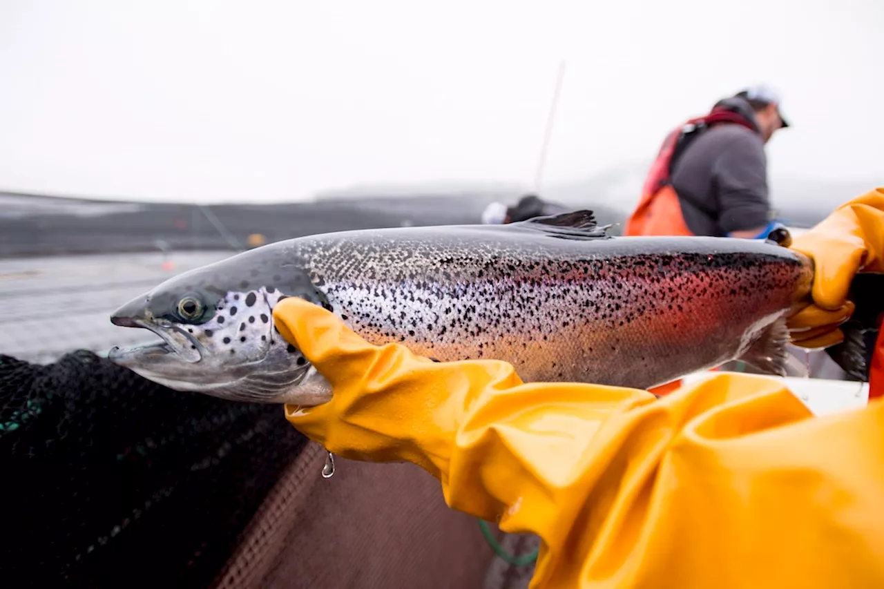 Washington Bans Open-Net Pen Salmon Farms, Putting Pressure on Canada