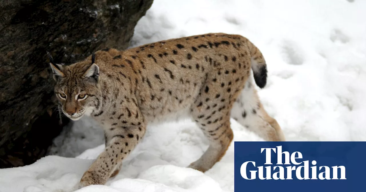 Two Lynx on the Loose in Scottish Highlands Suspected Illegal Release