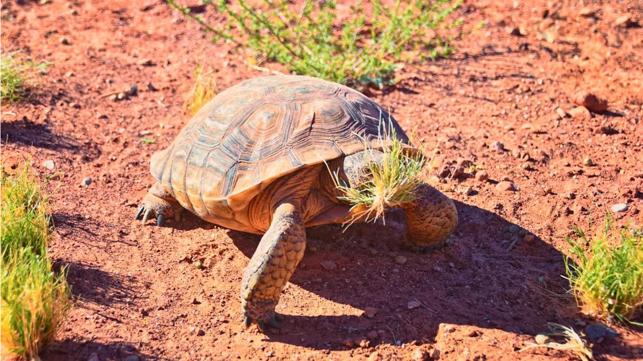  Diese Schildkröten stehen unter Militär-Schutz