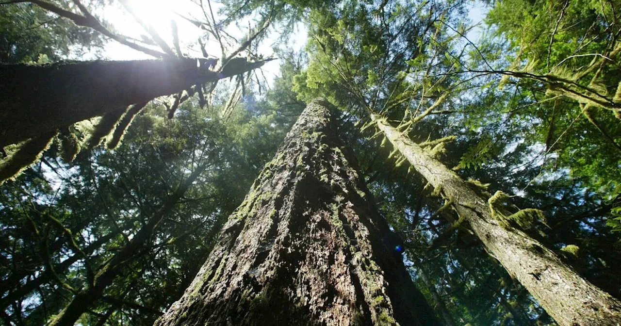 Biden Administration Withdraws Proposal to Protect Old-Growth Forests