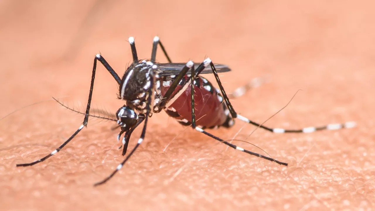 Australian scientists engineer ‘toxic male’ mosquitoes to combat deadly diseases