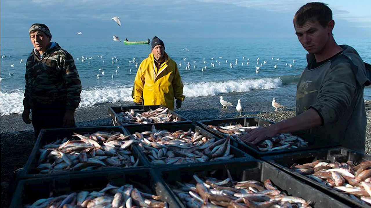 В Госдуме предлагают ограничить вылов рыбы в Черном и Азовском морях