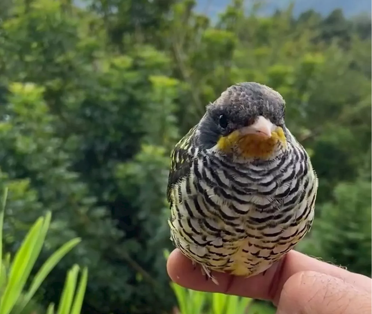 Filhote de Tesourinha-da-Mata é registrado no Parque Nacional dos Três Picos