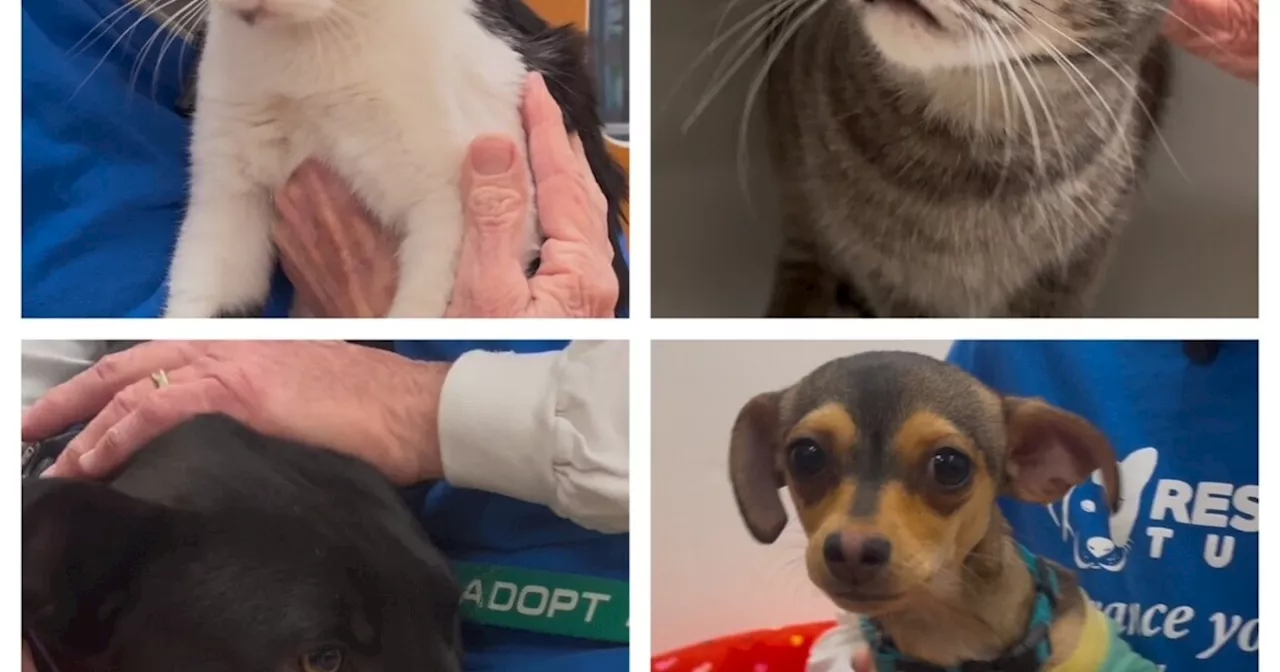 Rescue Me Tucson; pets up for adoption on Jersey's Journeys