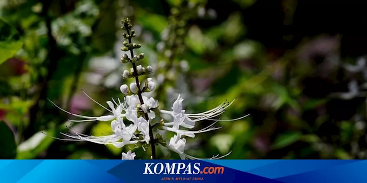 Ramai Soal Tanaman Kumis Kucing Bisa Jadi Obat Diabetes, Ini Penjelasan Pakar