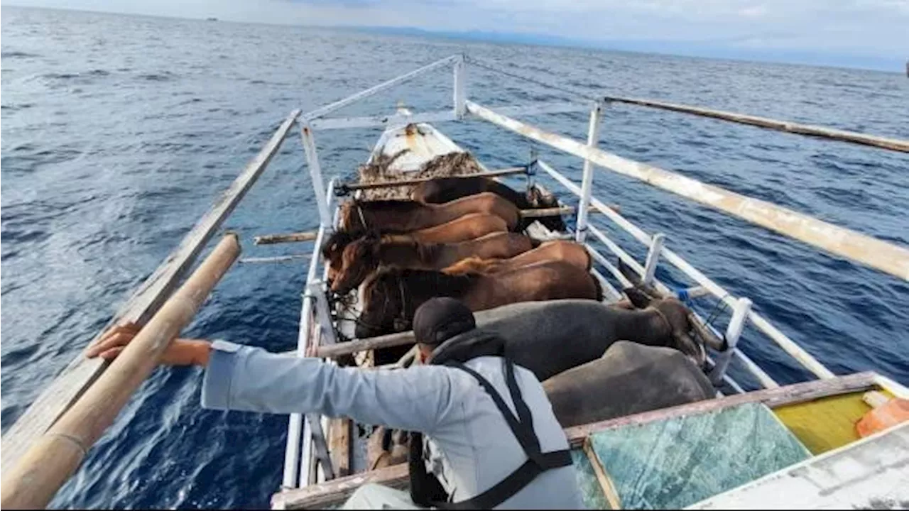 Kapal Nelayan Terombang-Ambing di Laut Flores, Bakamla Berikan Bantuan