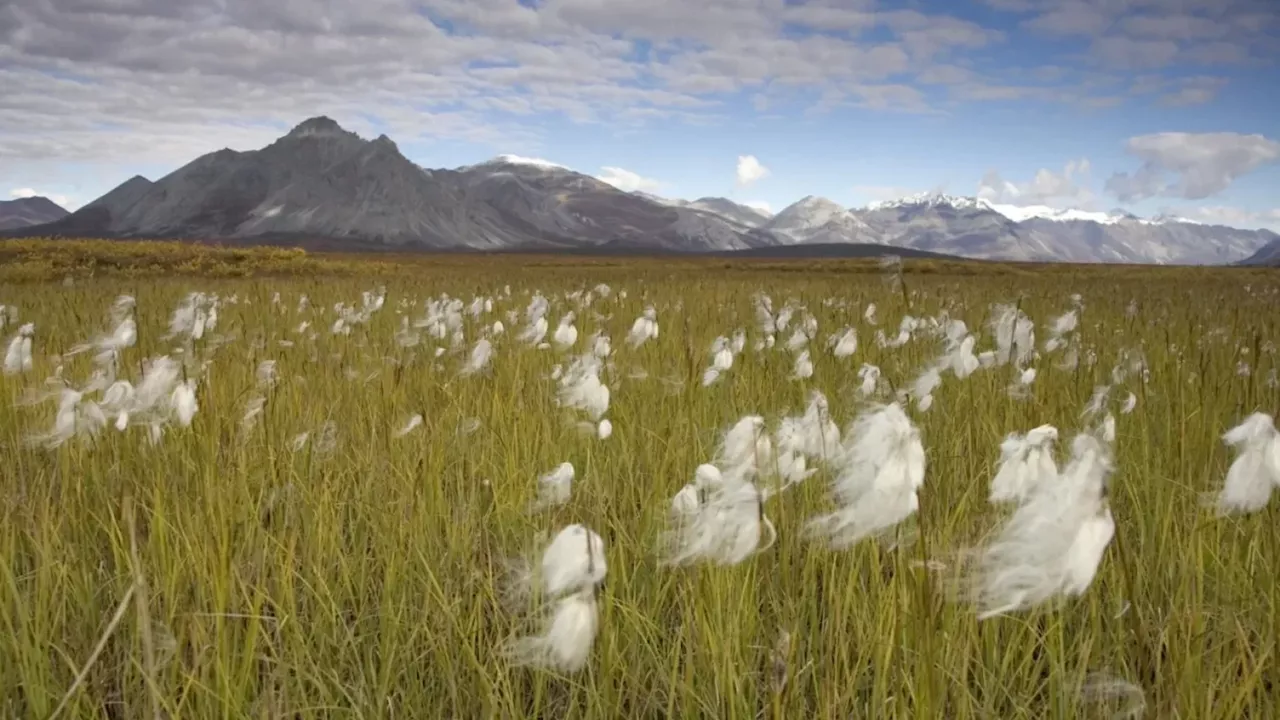 Oil and gas lease sale in Alaska’s Arctic National Wildlife Refuge draws no bids