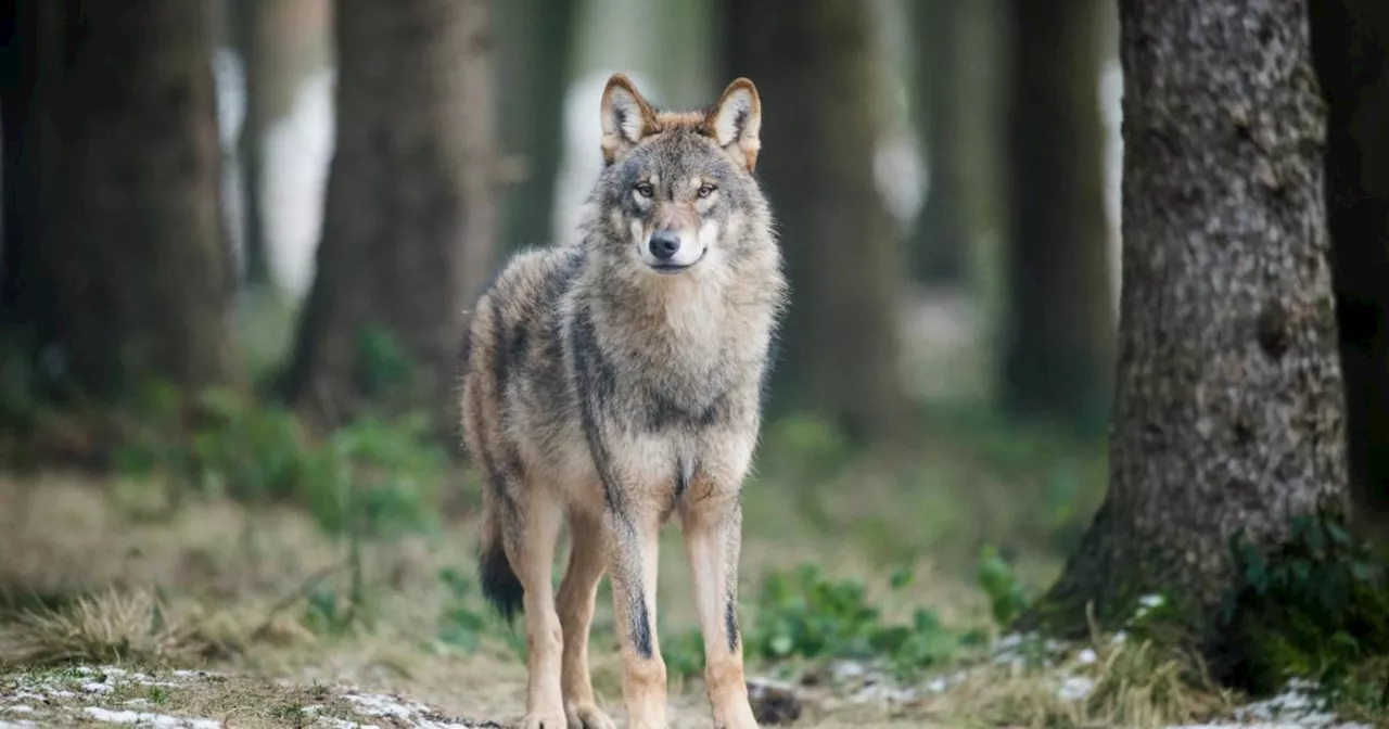 Wolf im Mühlkreis: Jäger aufgefordert, wachsam zu sein