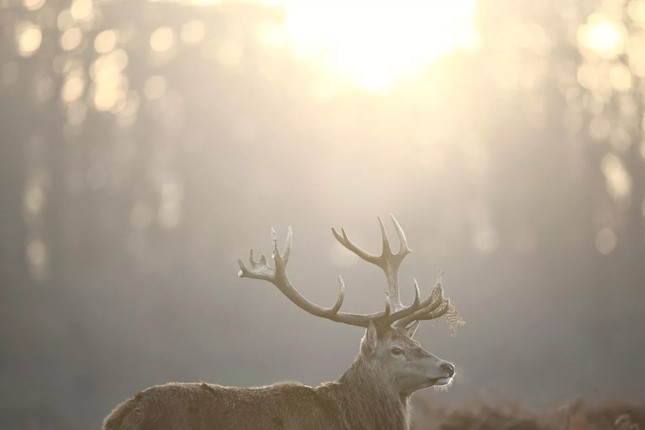 Dans le Haut-Rhin, les chasseurs veulent tuer moins de cerfs