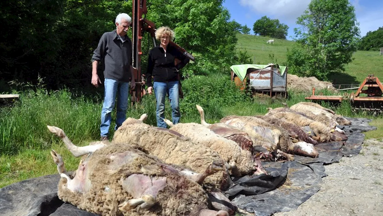 Retour du loup dans l'Aude : Présence avérée mais pas de prédations confirmées