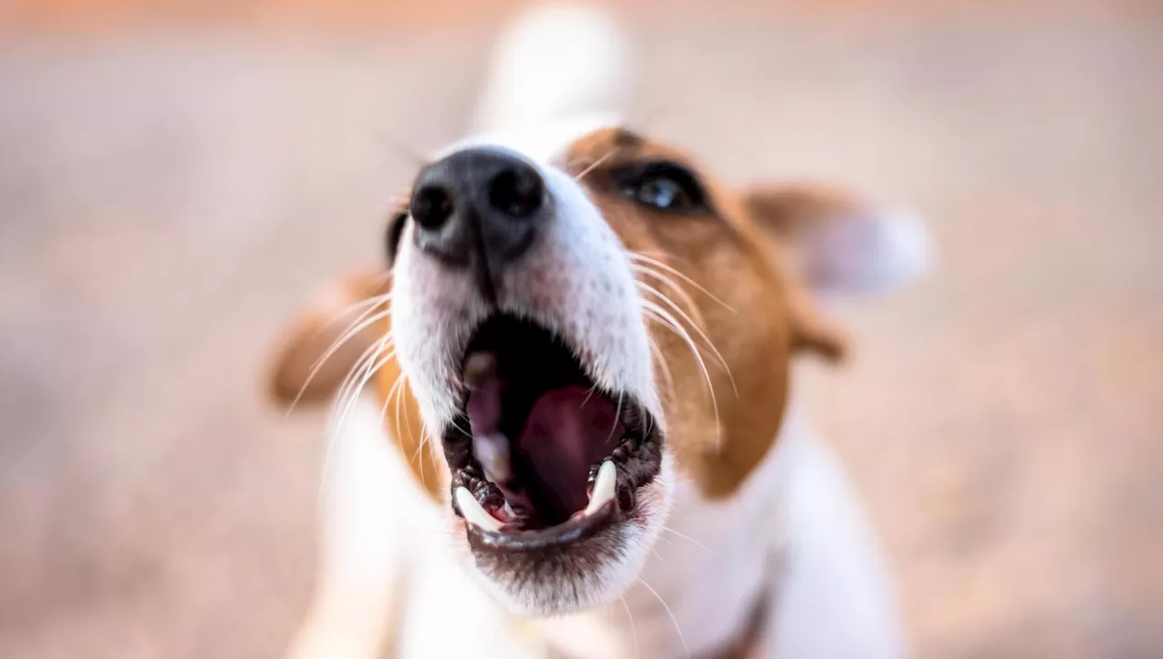 Lite per il cane, donna accoltellata a Torino