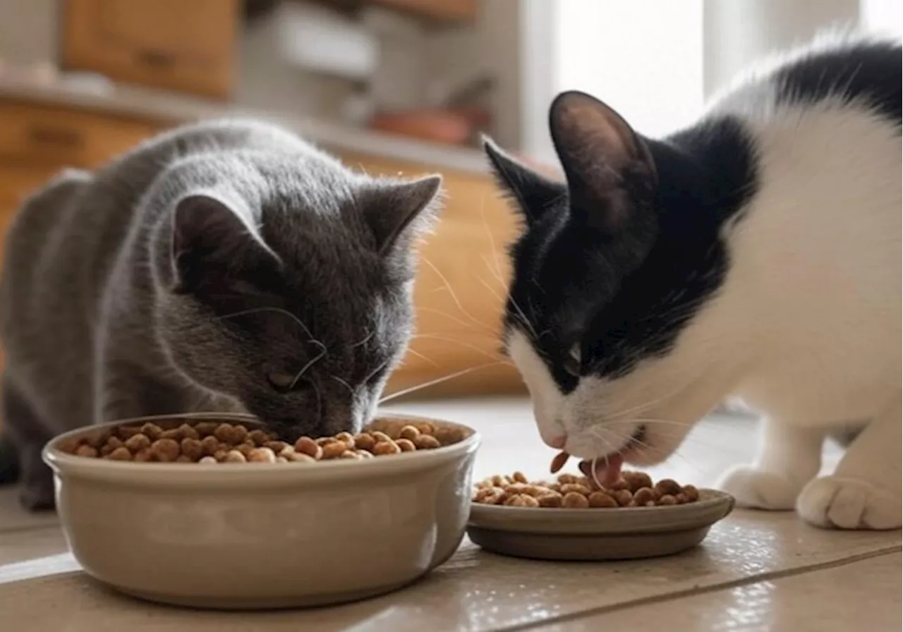 Bird Flu Outbreak Threatens Cats, Concerns Grow Over Raw Pet Food Consumption