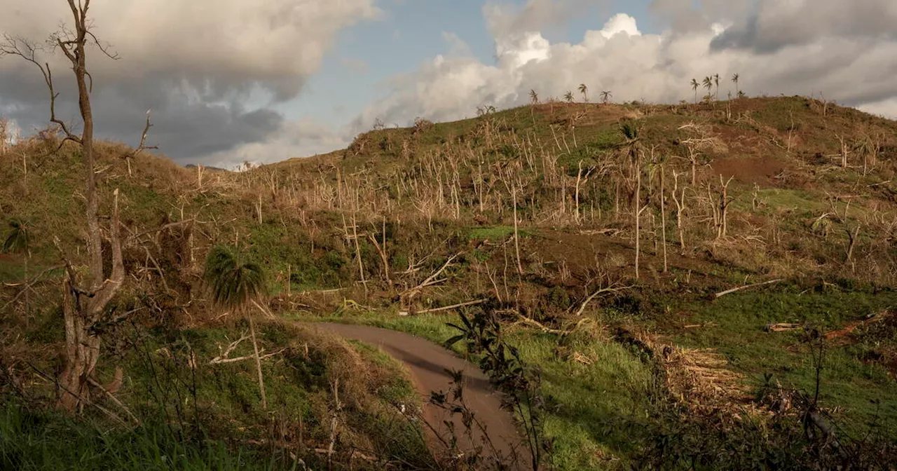 Dévastation des Forêts à Mayotte après le Cyclone Chido